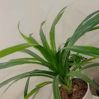 گل اپارتمانی