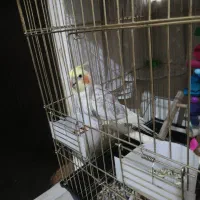 عروس هلندی رام سخنگو