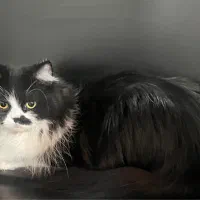 پرشین ماده جهت جفتگیری|گربه|قم, بنیاد|دیوار