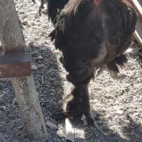 خروس سیاه مرندی و بوقلمون برنز|حیوانات مزرعه|بیرجند, |دیوار