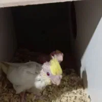 جوجه عروس لوتینو