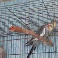 جفت عروس هلندی|پرنده|رشت, دروازه لاکان|دیوار