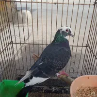 طوقی کله سیاه دورگ  فلاورجان  معاوضه با گرینچیگ|پرنده|ابریشم, |دیوار