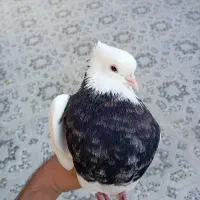 چند جفت طوقی