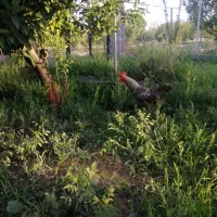 باغ 16 ساله مجوزدار جهاد در قرکند|فروش دفتر صنعتی، کشاورزی، تجاری|بوکان, |دیوار