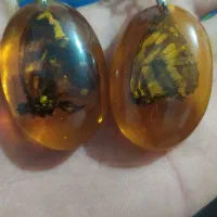 کهربا پروانه