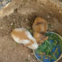 خرگوش نر و ماده