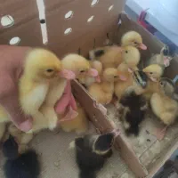 جوجه اردک یک روزه وبیست روزه