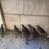 بلدرچین های ۴ماهه پرورشی|حیوانات مزرعه|تهران, پرستار|دیوار