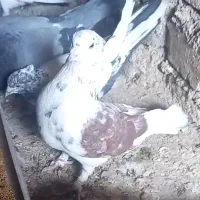 کفتر گم شده حدود یک ماه پیش