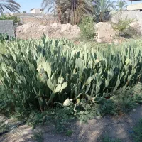 کاکتوس آپونتیا میوه ده|گل و گیاه طبیعی|گله دار, |دیوار