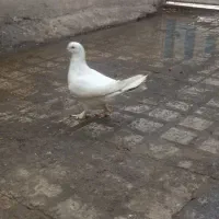 سه عدد کفتر سالم فروش فوری|پرنده|ملایر, |دیوار