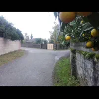 اجاره زمین باغی برای گلکاری و پرورش گل|اجارهٔ دفتر صنعتی، کشاورزی، تجاری|چابکسر, |دیوار