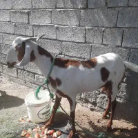 بز با چپوش