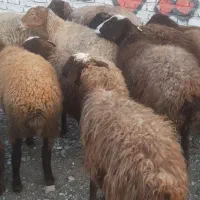 میش بره دار و آبستن|حیوانات مزرعه|جوادآباد, |دیوار