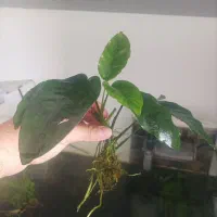 ماهی و گیاه آکواریومی|ماهی|سنندج, |دیوار