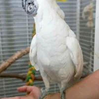 تخم نطفه دار طوطی سانان