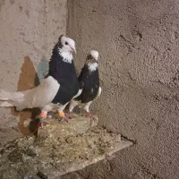 طوقی|پرنده|تاکستان, |دیوار