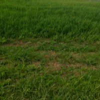 زمین مسکونی، کشاورزی،باغی،روستای آسیابر|فروش زمین و ملک کلنگی|دیلمان, |دیوار