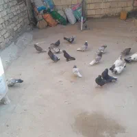 تعداد9جفت کفترپرشی