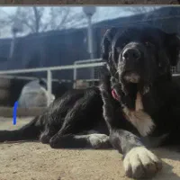 واگذاری سگ سرابی نر