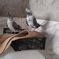 ۹ کبوتر‌ پرشی‌ خوش خال