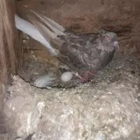 جفت دم سفید و جفت طوقی زرد خال دار|پرنده|اهواز, اسلام آباد غربی|دیوار