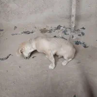 سگ پاکوتاه|سگ|نیشابور, شهرک فرهنگیان|دیوار