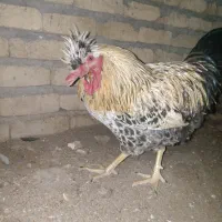 خروس سلطان