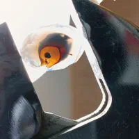 نگین انگشتر