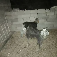 بز و کهره نر|حیوانات مزرعه|شیراز, داریون|دیوار