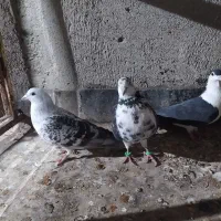 شامی|پرنده|نیشابور, دربقاضی|دیوار