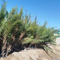 سرو شیراز نارج پرتغال نارگیل حراج