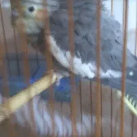 فروشی|پرنده|تربت جام, جامرود|دیوار