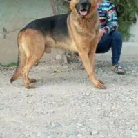 بهترین نژاد سگ ژرمن