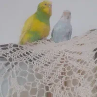 مرغ عشق نرو ماده