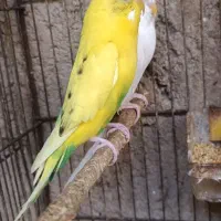 مرغ عشق خانگی نسل هشت تخمه هلندی زرد و سفید|پرنده|زاهدان, |دیوار