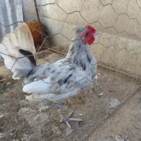 خروس مینیاتوری به قیمت ۱۰۰۰۰۰۰تومان