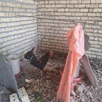 دو عددخروس