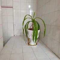 منزل مبله|اجارهٔ کوتاهمدت آپارتمان و سوئیت|شیراز, فرگاز|دیوار