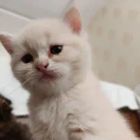گربه|گربه|مشهد, عبادی|دیوار