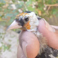 فروش سهره|پرنده|شیراز, گویم|دیوار