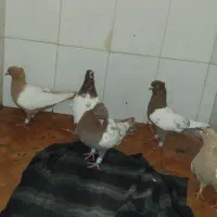 کبوتر کفتر|پرنده|نیشابور, کوی یغما|دیوار