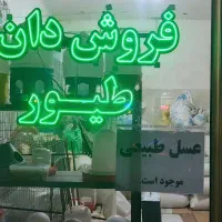 مرغ عشق اسپانگل رنگ های خاص|پرنده|مهاباد (آذربایجان غربی), |دیوار