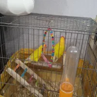 پرنده طوطی برزیلی