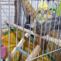 عروس هلندی .مرغ .طوطی برزیلی. قناری