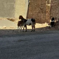 فروشی|حیوانات مزرعه|ایلام, |دیوار