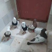 کفتر بوم جوانه تاب در آمده|پرنده|مشهد, شهید رضوی|دیوار