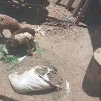 گوسفند زنده