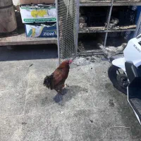 مرغ خروس محلی